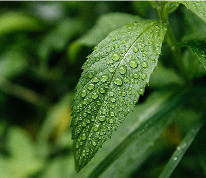 Green hydrogen production with renewable electricity