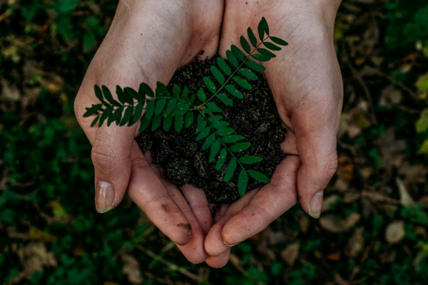 Creating a Brazil Iron nursery