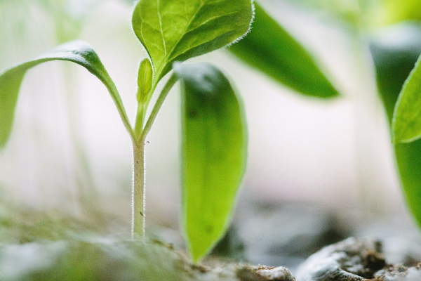 Collecting and planting active seeds